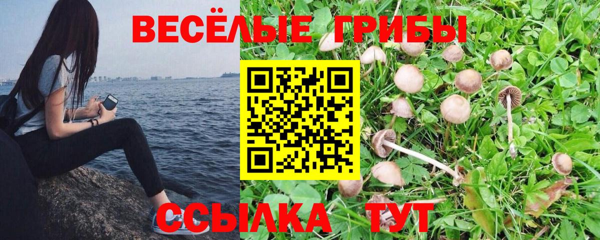 Галлюциногенные грибы Psilocybe Курчатов